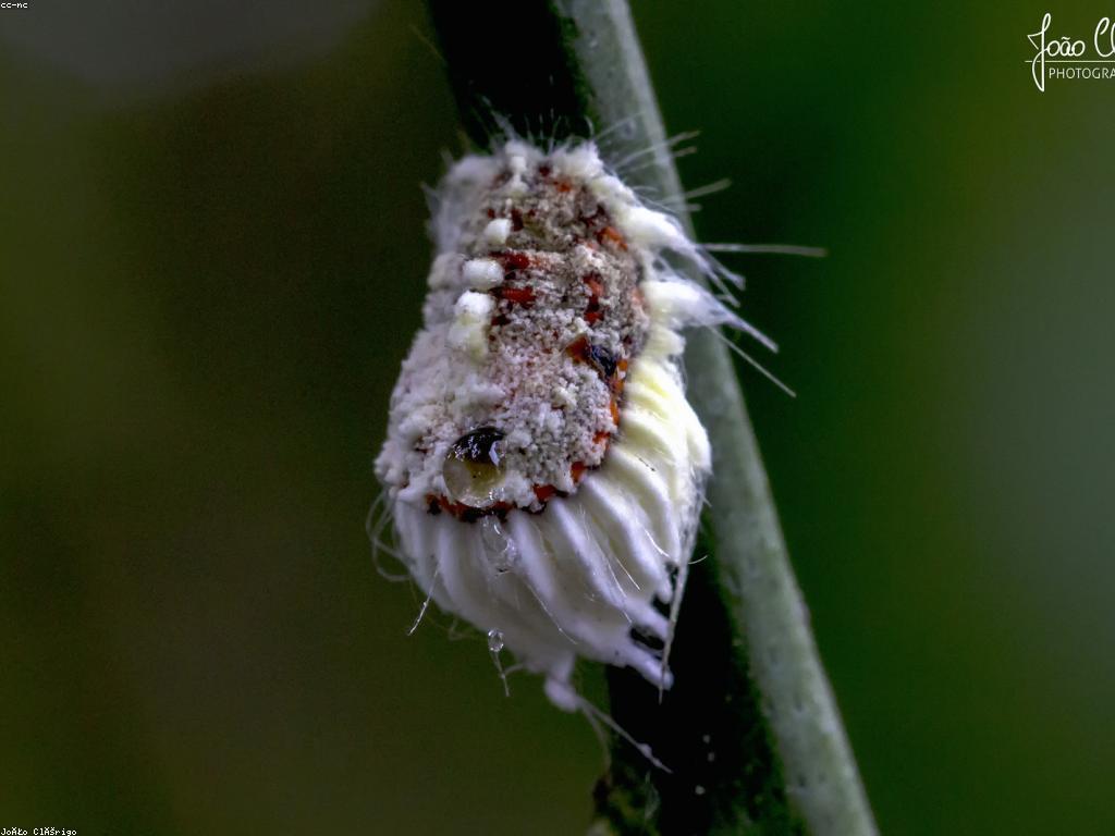 សកម្មភាពពិសេសក្នុងការអភិវឌ្ឍន៍សង្គម